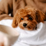 Only After Raising a Dog Do You Realize: When Your Pup Rests Its Chin on You, It’s Sending These Signals!