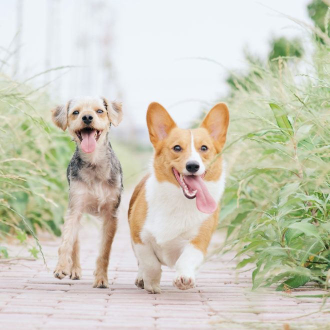 How to Tell if Your Dog is Fully Comfortable With You? These 4 Signs Prove They Are!