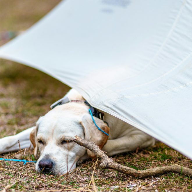 8 Signs Your Dog Is Getting Old — If You Notice More Than 3, Your Pup Is Truly Aging!