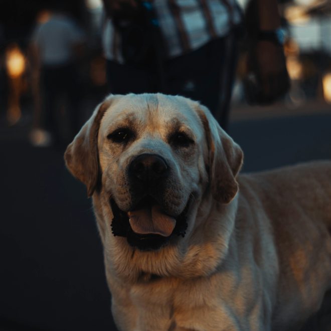 My Dog Is Getting Old and Hard of Hearing: How to Handle Age-Related Hearing Loss in Dogs