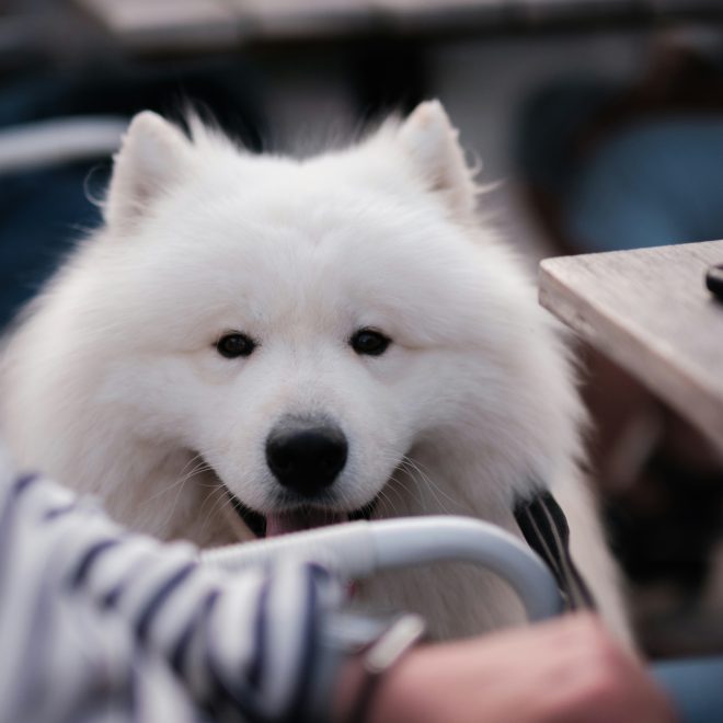 8 Signs Your Dog Sees You as a “Parent” — If You Notice More Than 3, It Means They Truly Love You