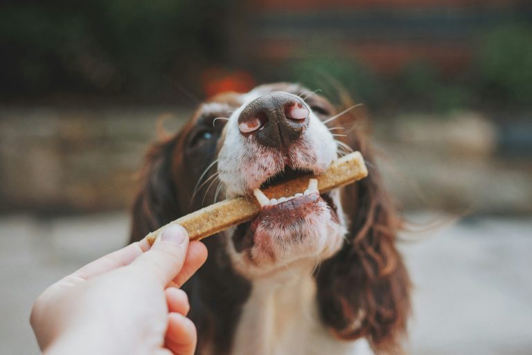 Why Do Dogs Keep Biting Everything? What’s Really Behind This Behavior!