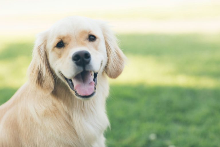 Can Dogs Eat Salt? Finally, Someone Explains It Clearly