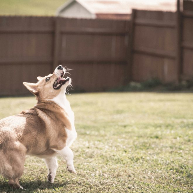 Can Dogs See the Supernatural? Why Do They Suddenly Bark at Empty Air?