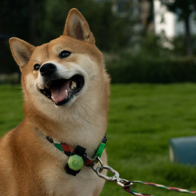 Summer Heat Survival Guide for Your Dog!! Be Sure to Save This!