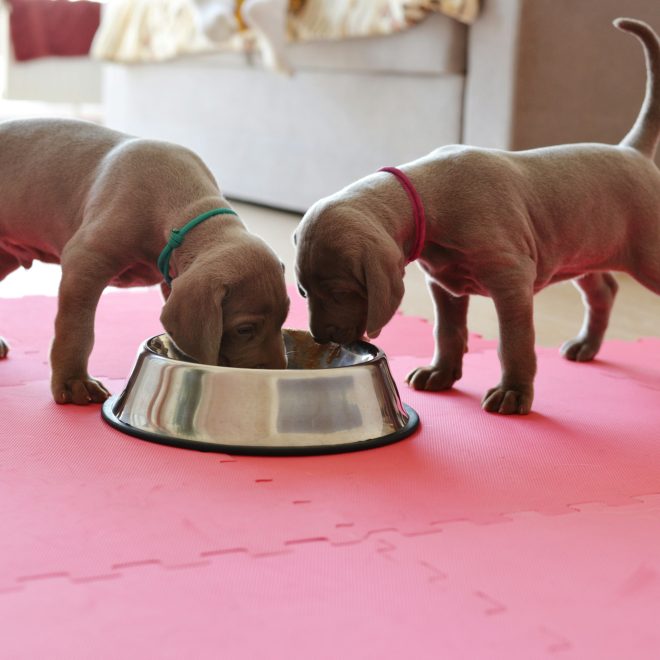 How to Tell If Your Dog Is Full: 6 Key Signs to Watch For
