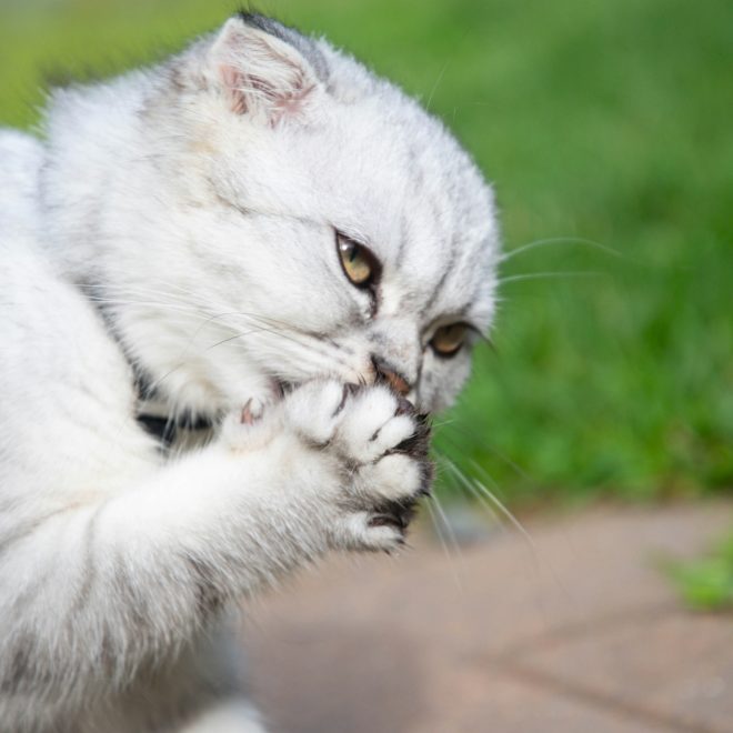 After Raising Cats for a While, You’ll Notice They Always Lick Their Paws — Here’s Why!