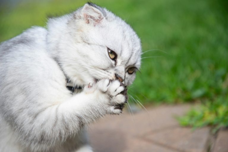 After Raising Cats for a While, You’ll Notice They Always Lick Their Paws — Here’s Why!