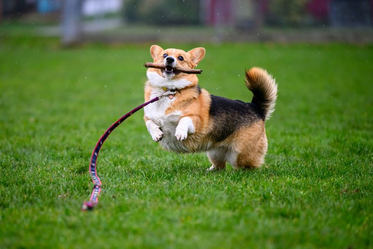 What Your Dog Craves Throughout Its LifeāAre You Meeting Those Needs?