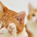 99% of Cat Owners Don’t Know About These Incredible Cat Skills!