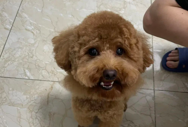 Why Does Your Dog Keep Whining? Do You Know What It’s Really Trying to Tell You?