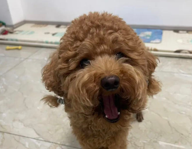 Why Does My Usually Calm Dog Suddenly Bark Furiously at Certain People?