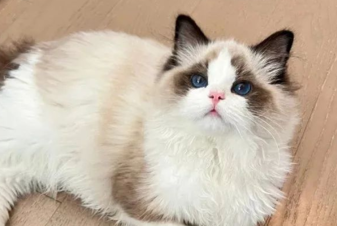 Why Cats Raised by Seniors Are So Well-Behaved, While Yours Acts Like a Rebel? The Truth Will Hit You Hard!