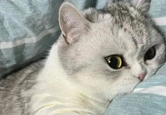 Is Letting Your Cat Sleep on the Bed ‘Dirty’? Veterinarians Say You’re Completely Wrong—It Can Actually Be Beneficial!