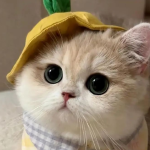 6 Feline Etiquette Secrets: Your Cat’s Daily “Royal Greetings” You Never Noticed!