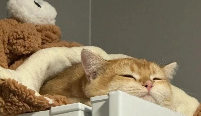 After Owning a Cat for a While, You’ll Realize Its Personality Shows in Where It Sleeps – Believe It, It’s Surprisingly Accurate!