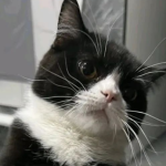 Is Your Cat Smart or Silly? 6 Key Signs to Tell—How Many Does Your Cat Have?