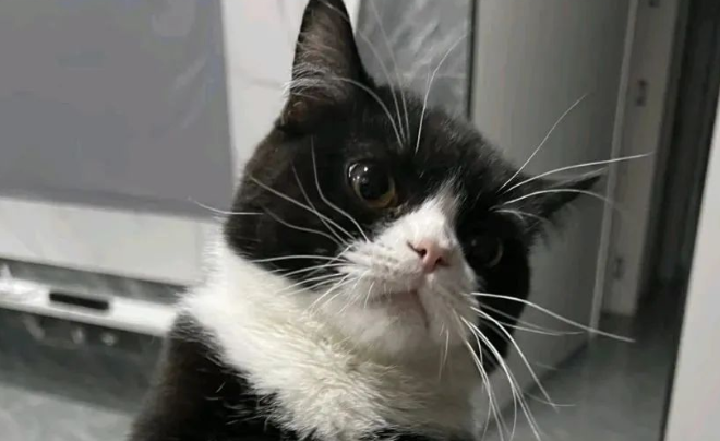 Is Your Cat Smart or Silly? 6 Key Signs to Tell—How Many Does Your Cat Have?