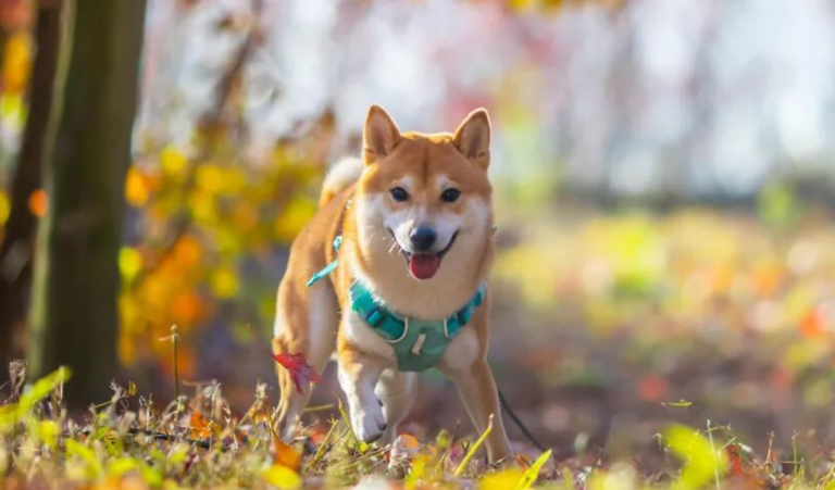 3 Clear Signs of a Dog Raised with Love—Spot Them Easily!