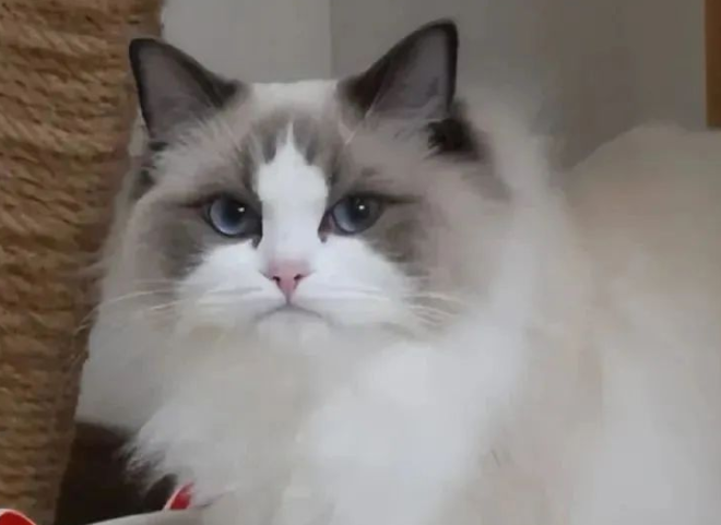 6 Ways Cats Say Goodbye Before They Pass Away—Many Owners Miss These Signs!