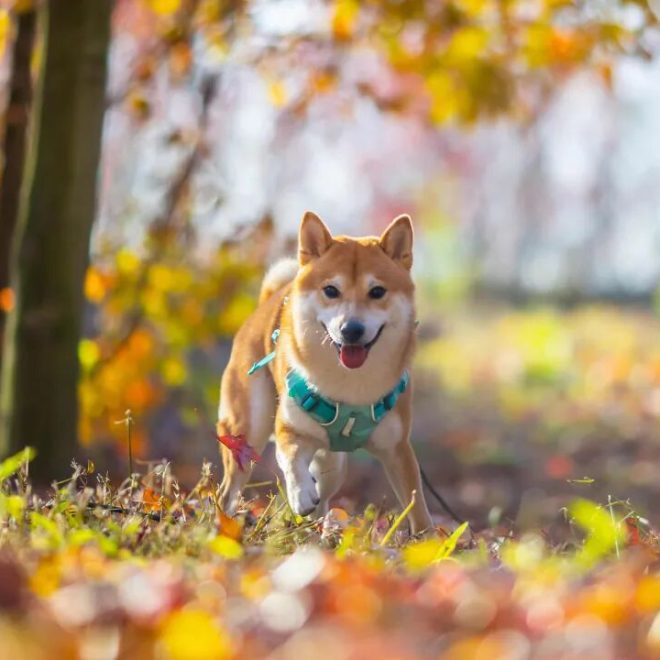 Dogs That Have Been Lovingly Raised Show 3 Clear Traits—And They’re Spot On!