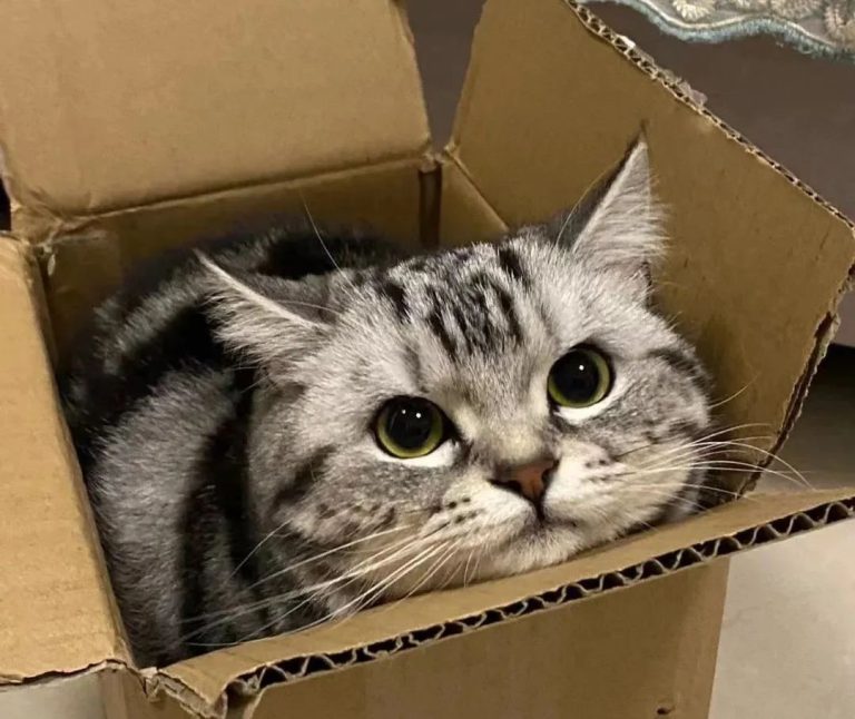 Is Your Cat Well-Cared-For? 5 Details That Reveal It at a Glance — You Can’t Hide Them!