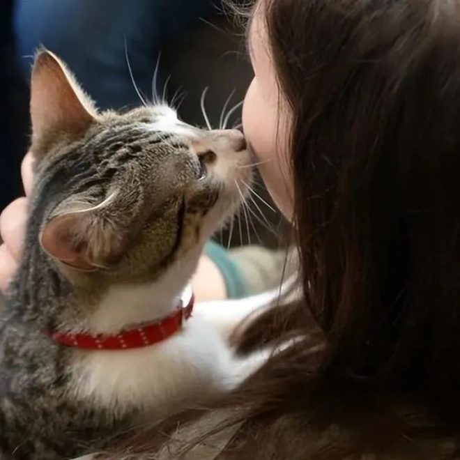 How Do Cats Tell the Difference Between Their Owner and Strangers? Turns Out They’re This Smart!