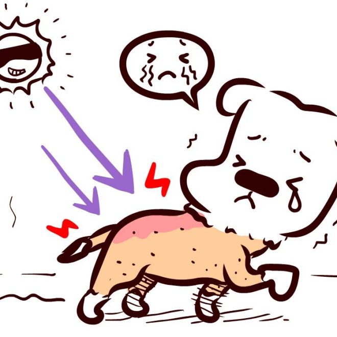 The Hot Season Is Coming: How to Keep Your Dog Cool Besides Using the Air Conditioner