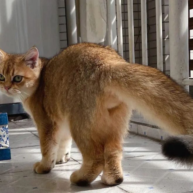 7 Traits of Long-Lived Cats: How Many Does Your Cat Have? Find Out How Long It Might Stay by Your Side!