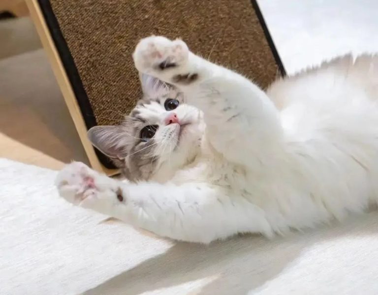 7 Behaviors Cats Secretly Hate the Most! Number 3 Is a Mistake Many Cat Owners Keep Making!