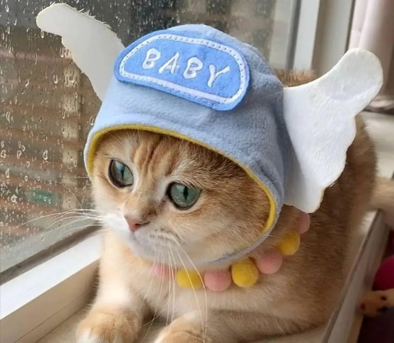 If Your Cat Has These 6 Traits, It’s a ‘Good Cat’ – Are You Raising It Right?