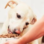 Can a Dog Eat Only One Meal a Day? Is It Harmful?