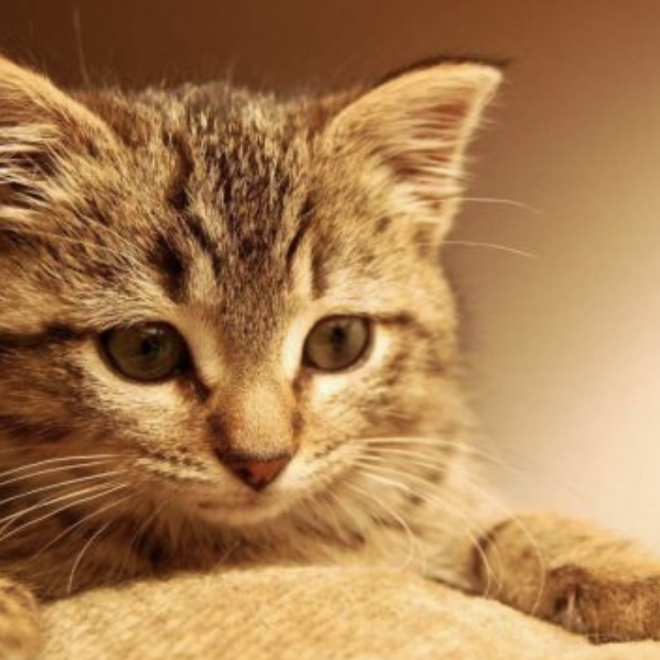 When a Cat Sees You as ‘Mom’: These Behaviors Reveal It—Don’t Miss Them!