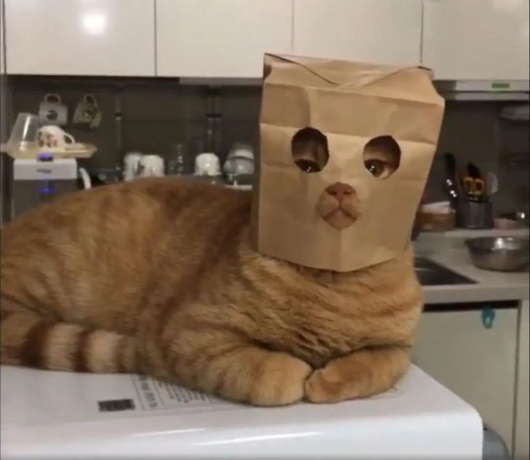 After Living with Cats for a While, You’ll Realize This Is How They Recognize Their Owners—The Method Is Surprisingly Clever!