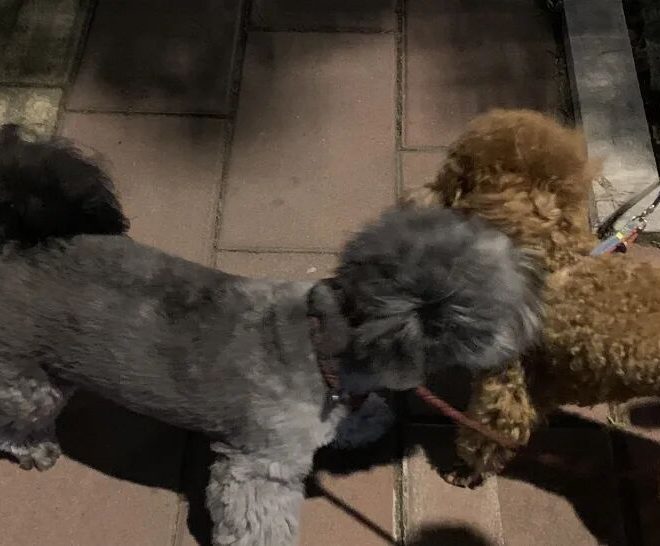 The Spoiled Dog “Rebels”! Here’s What Happened When the Owner Left Without a Word!