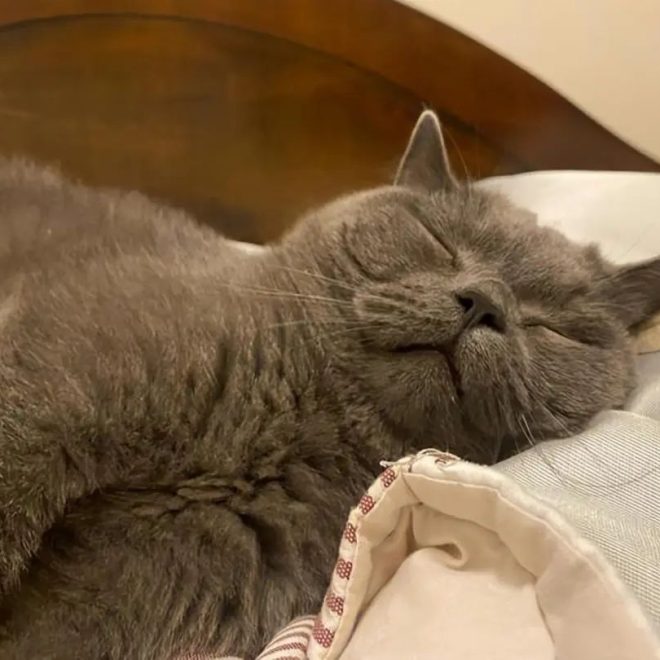 If Your Cat Does These Things While You Sleep, You’re Raising It Right!