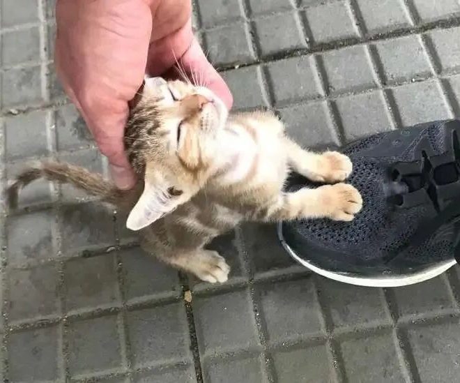 Heartbreaking “People-Pleasing Cats”: What Are the Signs?