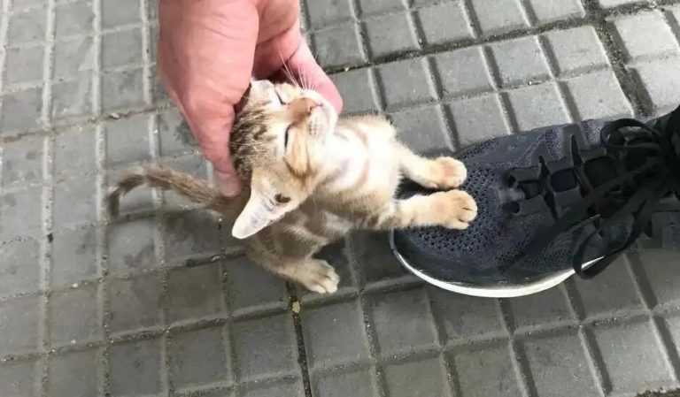 Heartbreaking “People-Pleasing Cats”: What Are the Signs?