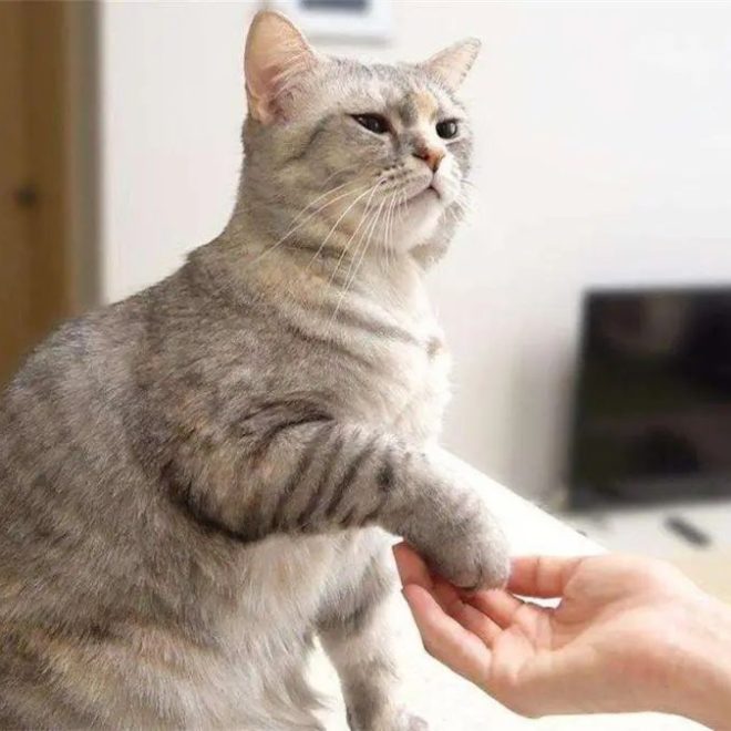What Cats Really Think When We ‘Pet Their Paws’!