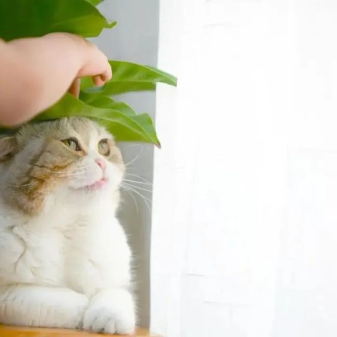 Keeping Your Cat Inside for Life Isn’t Cruel—It Actually Means This!