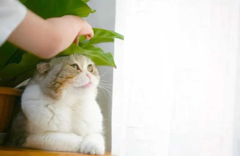 Keeping Your Cat Inside for Life Isn’t Cruel—It Actually Means This!