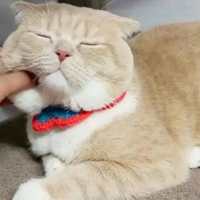 Why Does a Cat Purr When You Pet It? It’s Not Just Because It Loves You!