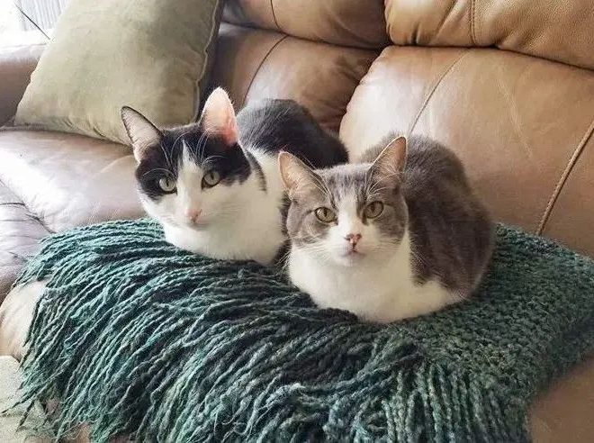 Why Do Cats Always ‘Tuck Their Paws’? It’s Not Just to Be Cute—Here’s What It Really Means!