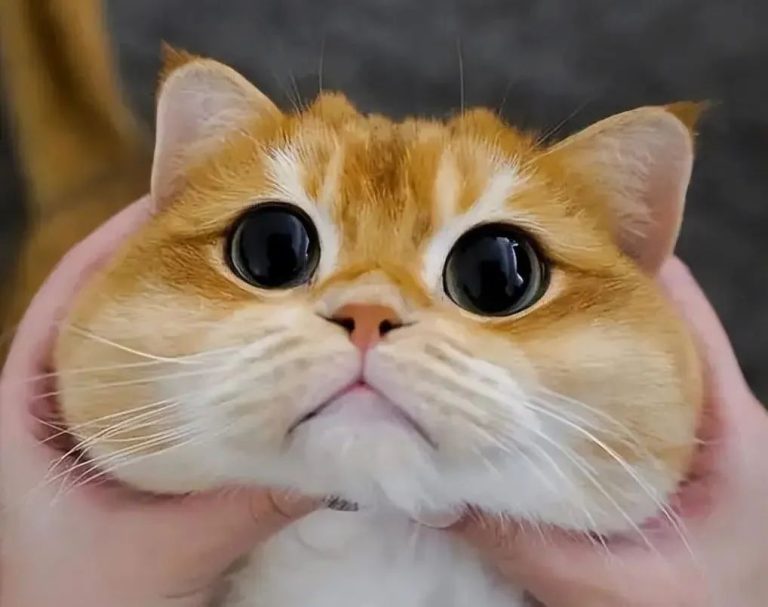 Will Your Cat Feel Lonely If You Keep It at Home? The Truth Might Surprise You!