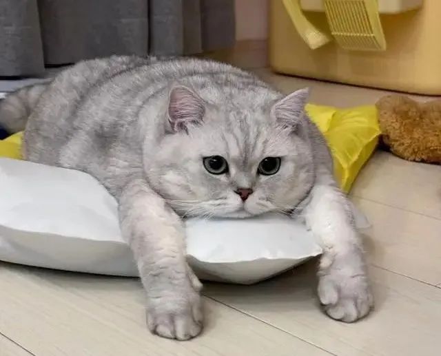 If Your Cat Shows These 6 Signs, It Means They’re Depressed—Don’t Ignore It!