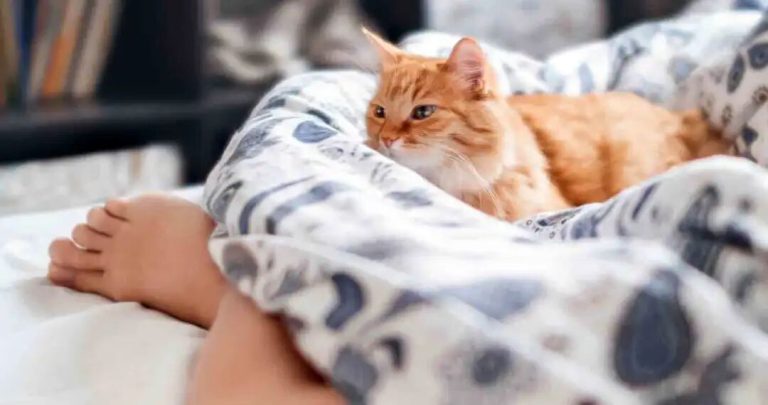 Do Cats Have ‘Foot Fetishes’? Why Do They Keep Licking Their Owner’s Feet?