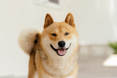 Why Your Dog Can Learn ‘Dinner’ in One Try, but Takes Months to Understand ‘No’—How Much Do Dogs Really Understand?