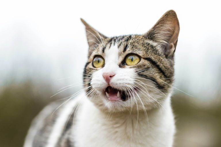 If Your Cat Talks Like This, It Means They Have Strong Communication Skills—Does Your Cat Do This?