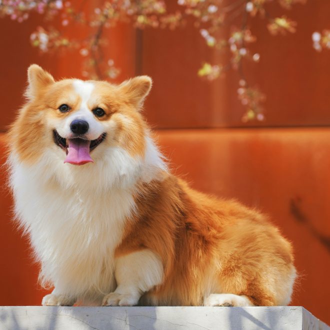 How to Raise a Well-Behaved Dog!