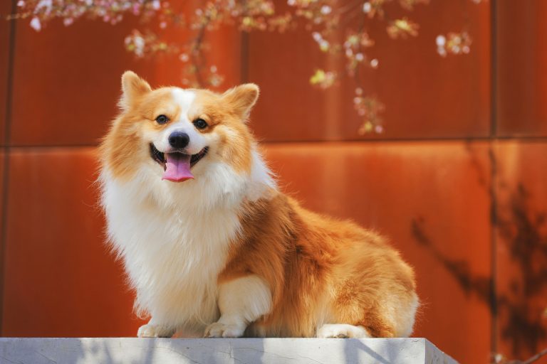 How to Raise a Well-Behaved Dog!